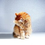 Bild 3 FLUTD (Katze)