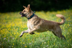Frühlingsvorbereitungen für Haustierbesitzer: Wie Sie Ihr Tier optimal auf die wärmeren Monate einstimmen