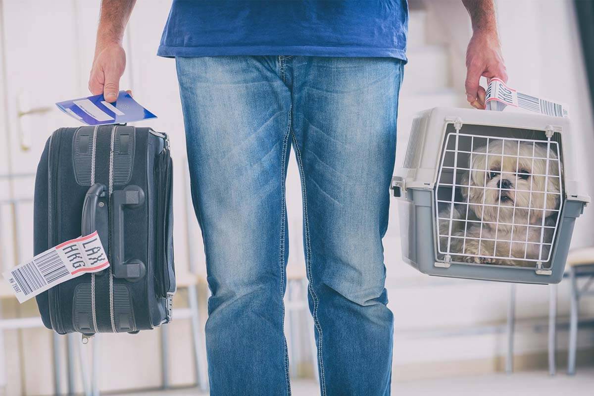 Flugreisen mit Hunden: Alles, was Sie über „Hunde im Flugzeug“ wissen müssen