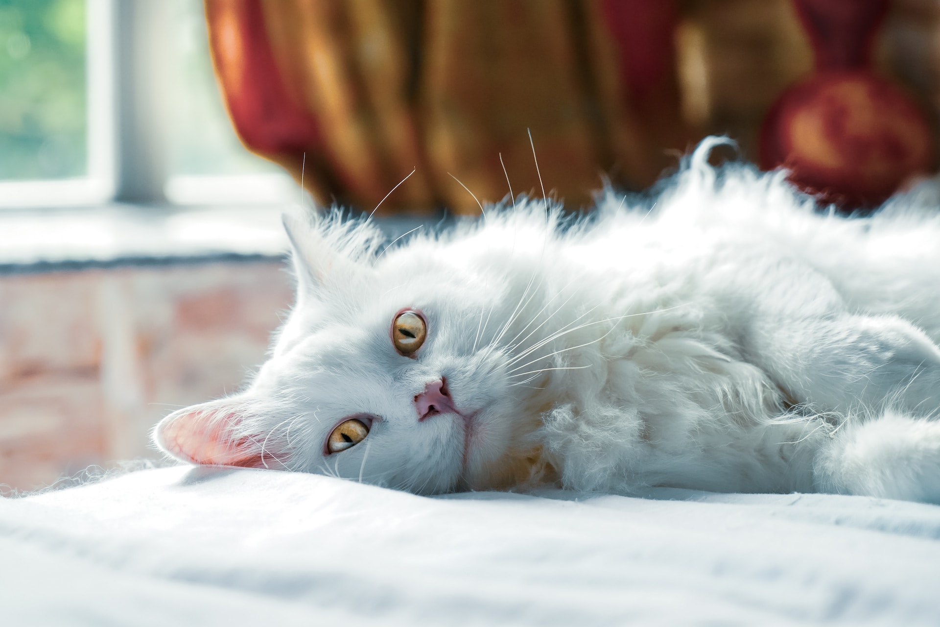 Schmerzsignale bei Katzen: Erkennung und Bedeutung chronischer Schmerzen