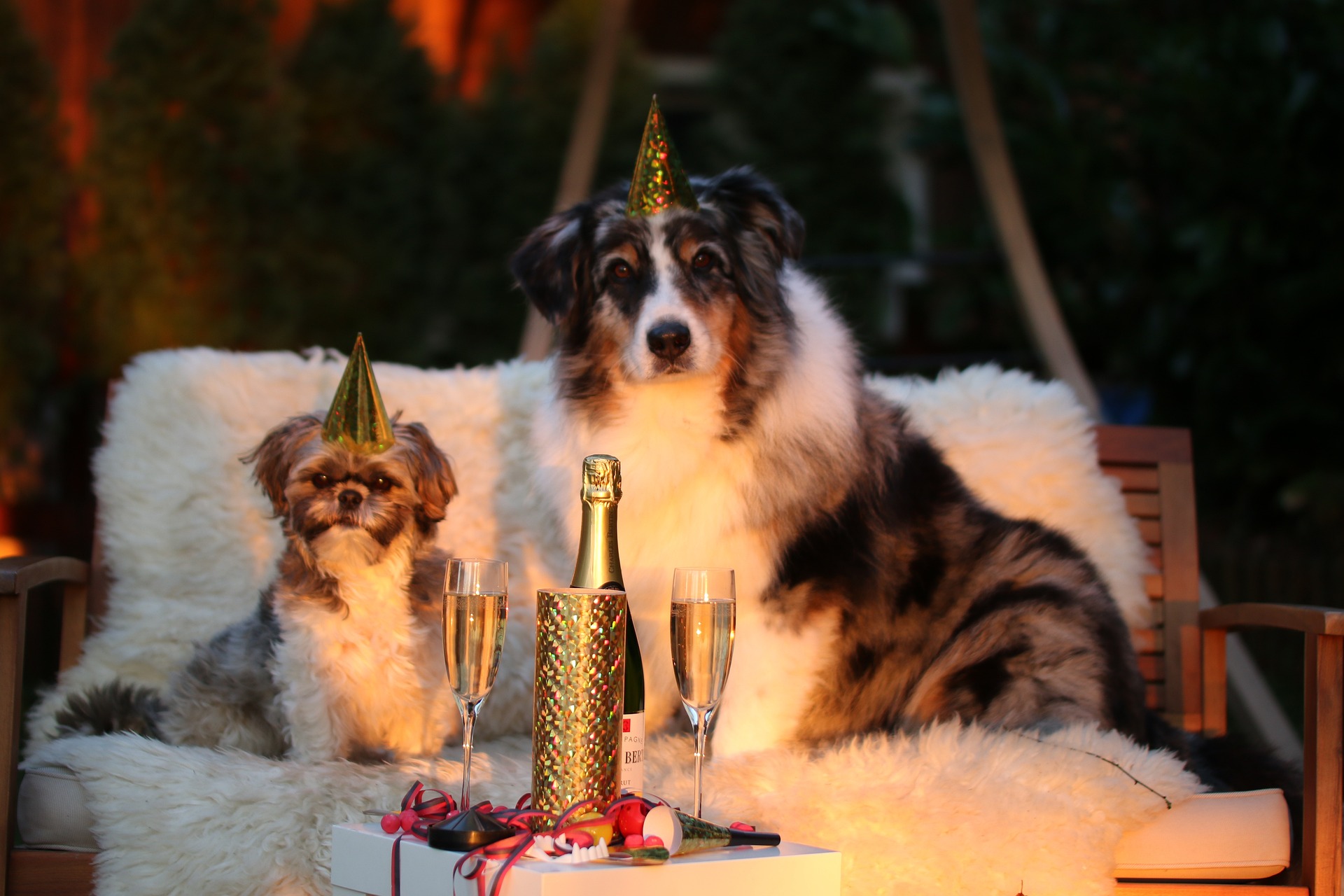 Silvesterangst bei Haustieren: Sicher durch den Jahreswechsel