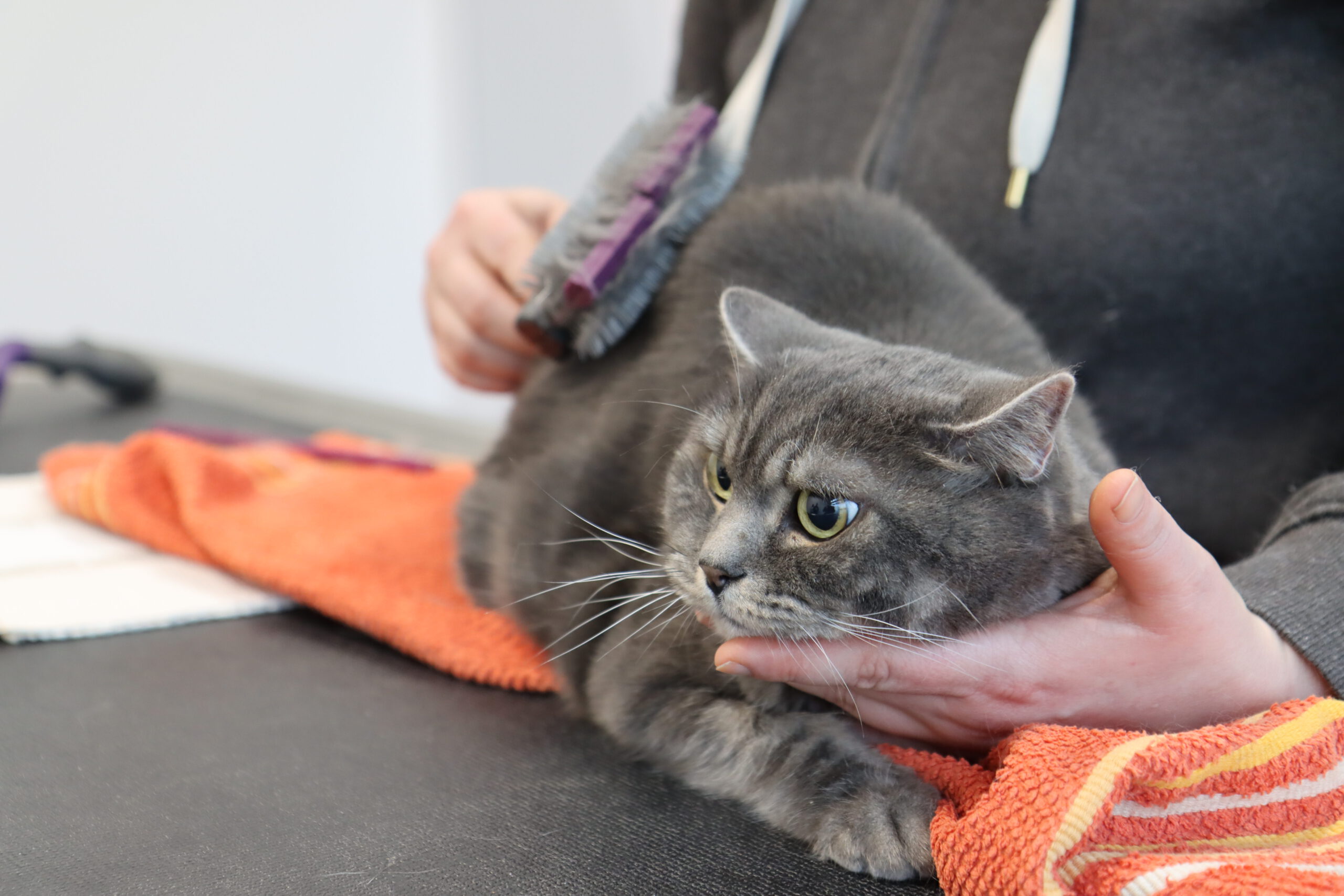 Katze in Behandlung
