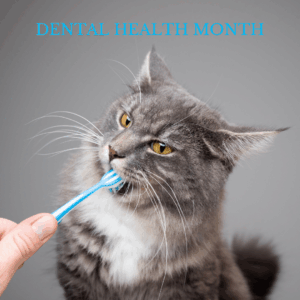 Katze mit Zahnbürste im Mund